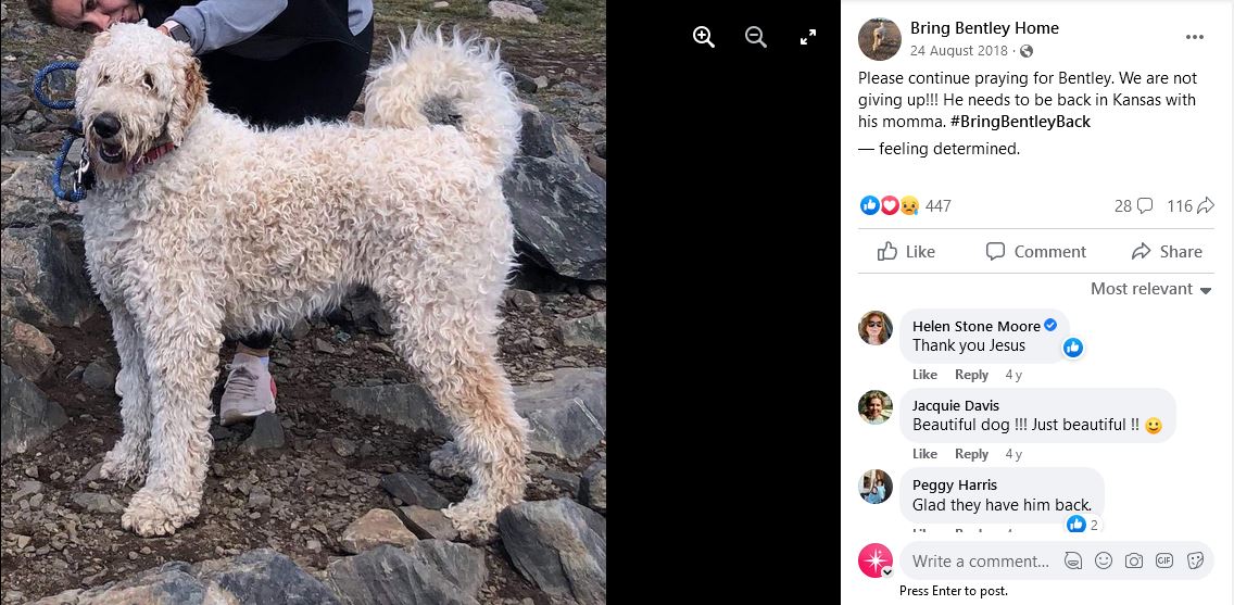 Emotional Reunion: Woman Finds Missing Dog 19 Days After Car Crash ...